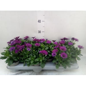 Osteospermum  'Margarita Cool Purp'