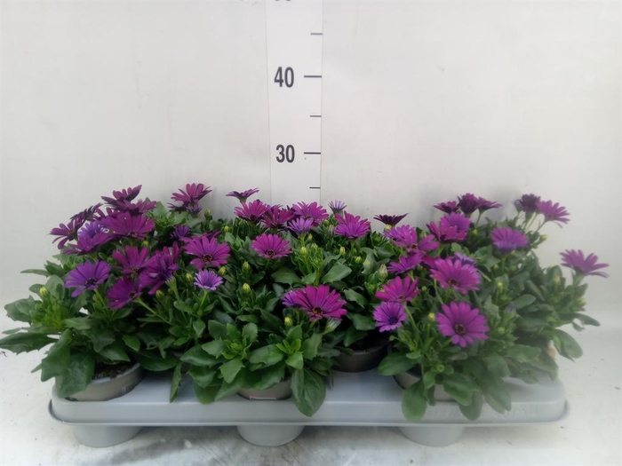 <h4>Osteospermum  'Margarita Cool Purp'</h4>