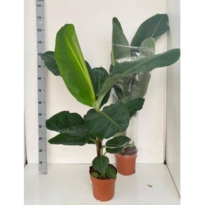 MUSA DWARF CAVENDISH