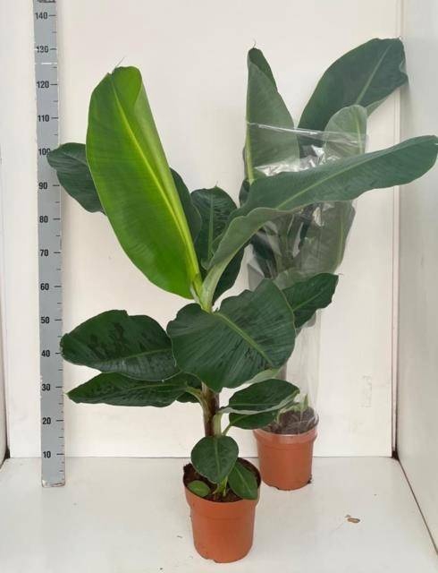 <h4>MUSA DWARF CAVENDISH</h4>