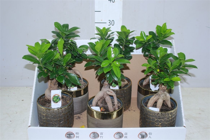 <h4>Ficus Ginseng Keramiek</h4>