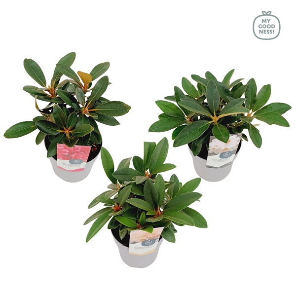 <h4>Rhododendron Yakushimanum 15-20 /1.5 liter 'Mix CC'</h4>