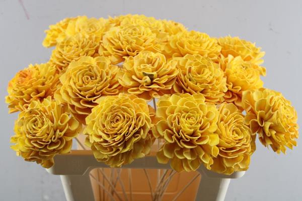 <h4>Droog Dhalia Yellow 10 Cm</h4>