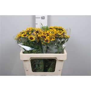 Rudbeckia Hi Sputnik