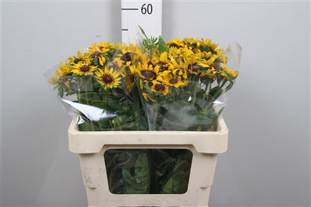 <h4>Rudbeckia Hi Sputnik</h4>