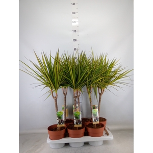 Dracaena marg. 'Sunray'