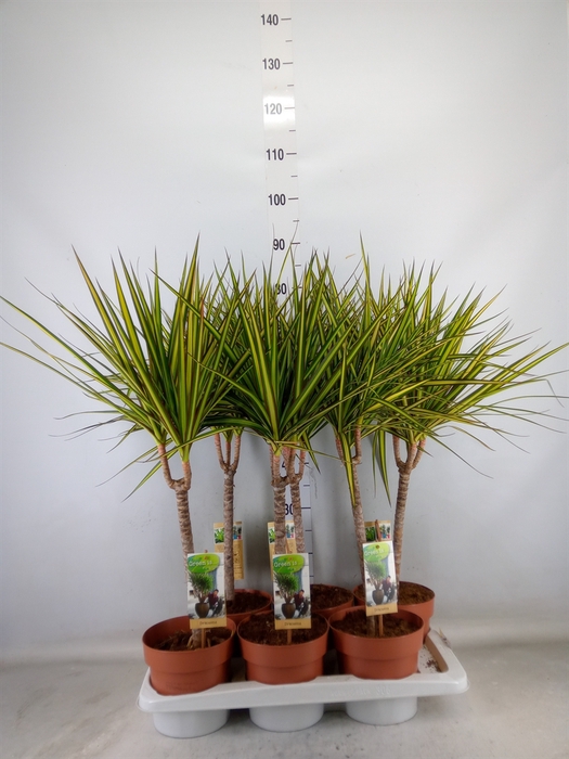 <h4>Dracaena marg. 'Sunray'</h4>