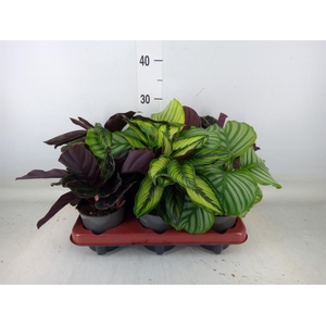 Calathea   ...mix 3