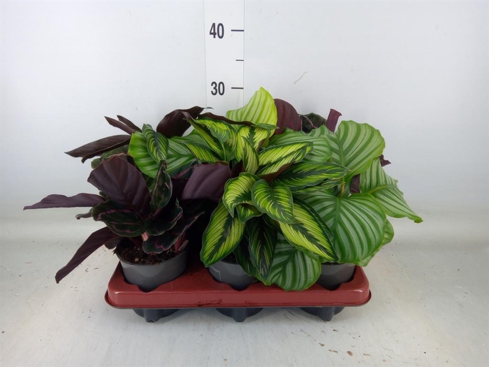 <h4>Calathea ...mix 3</h4>