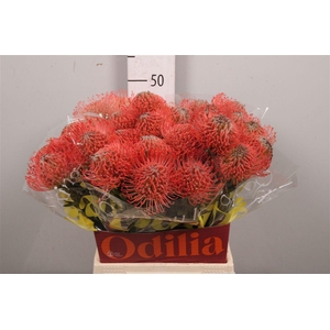 Leuco Ayoba Pink Guav