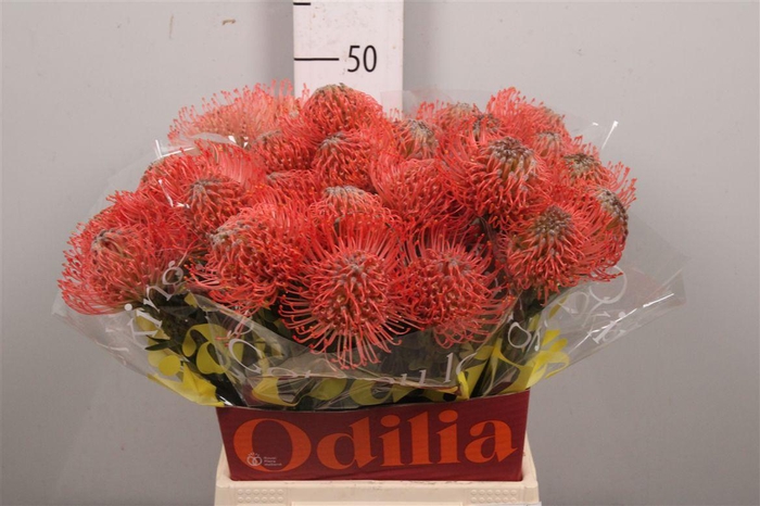 <h4>Leuco Ayoba Pink Guav</h4>