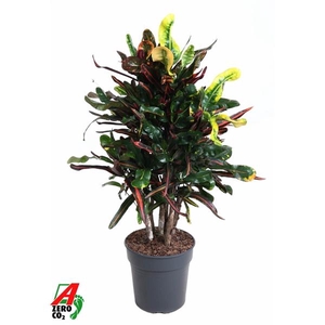 Codiaeum variegatum grootbladig 'Mammi'