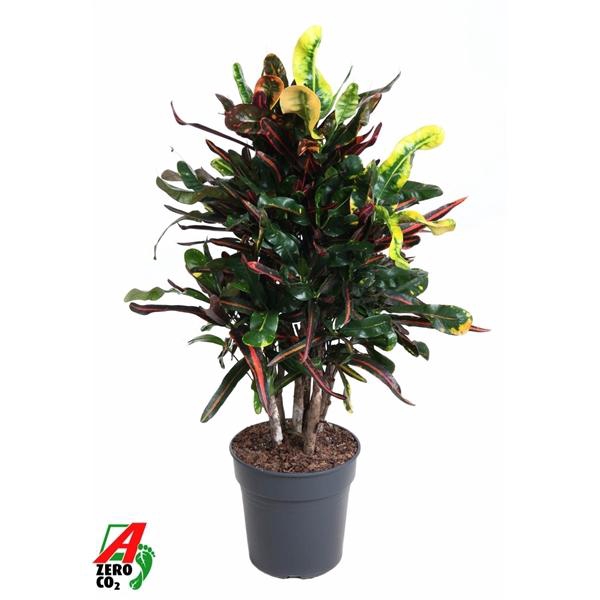 <h4>Codiaeum variegatum grootbladig 'Mammi'</h4>