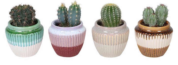 <h4>CACTUS MIX P6</h4>