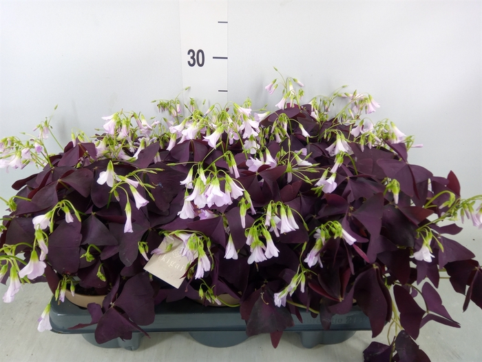 <h4>Oxalis trian. 'Mijke'</h4>
