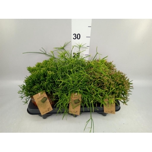 Rhipsalis   ...mix
