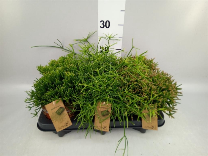 <h4>Rhipsalis ...mix</h4>