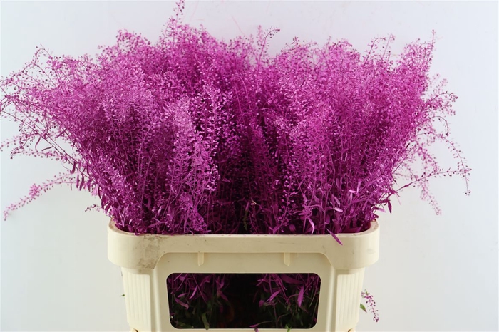 <h4>Lep Klbh Erica</h4>