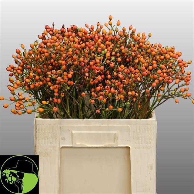 <h4>ROSA MAG MIRACLE</h4>