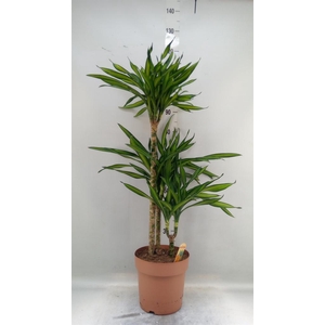 Dracaena frag. 'Riki'