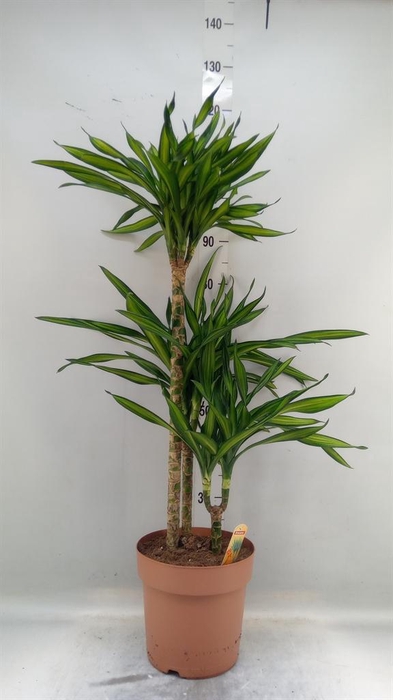 <h4>Dracaena frag. 'Riki'</h4>