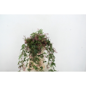 JASMINIUM POLYANTHUM RANK