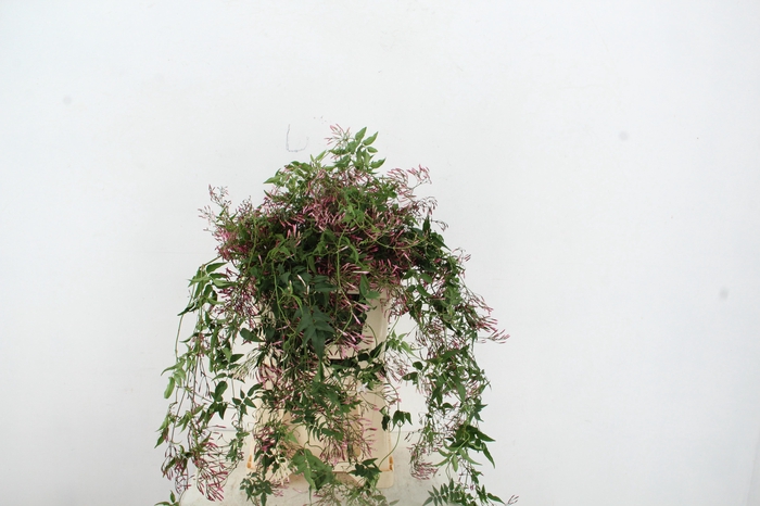 <h4>JASMINIUM POLYANTHUM RANK</h4>