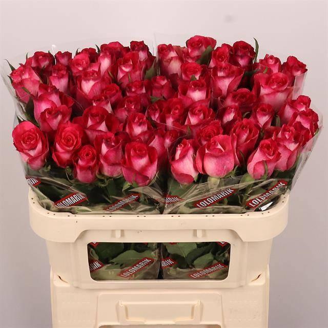 <h4>R GR NICOLETTA</h4>