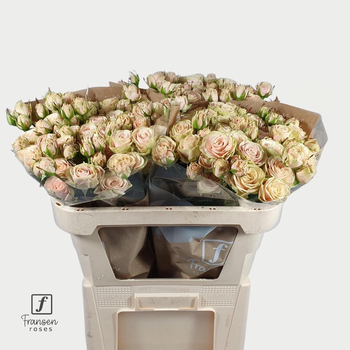 <h4>Rosa TR 'Whitney'</h4>