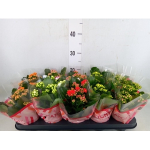 Kalanchoe blos.   ..rosebud mix  5