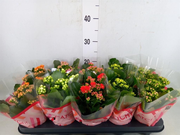 <h4>Kalanchoe blos.   ..rosebud mix  5</h4>