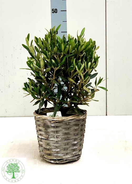 <h4>OLEA EUROPAEA</h4>