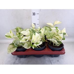 Epipremnum pinn. 'Happy Leaf'