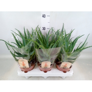 Aloe arborescens