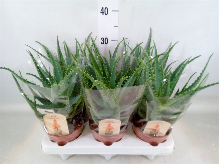 <h4>Aloe arborescens</h4>