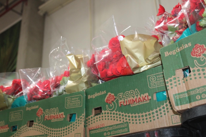 <h4>BEGONIA BALADIN P15</h4>