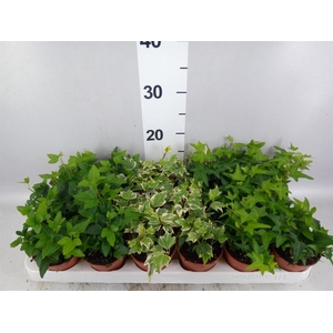 Hedera   ...mix