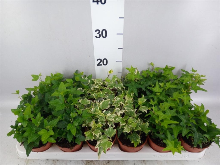 <h4>Hedera   ...mix</h4>