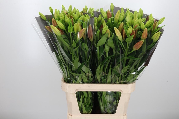 <h4>Li La Pokerface</h4>