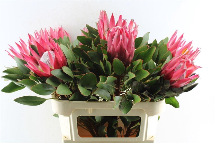 <h4>Protea Cy Madiba</h4>