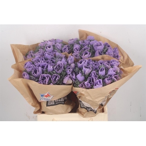 Anemone Powder Lavendel