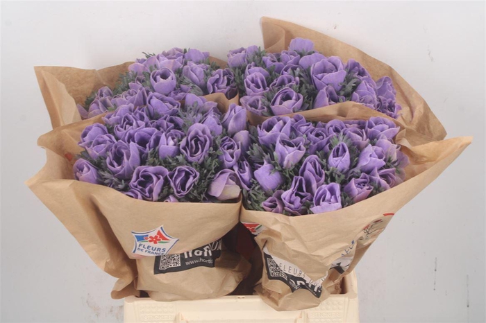 <h4>Anemone Powder Lavendel</h4>