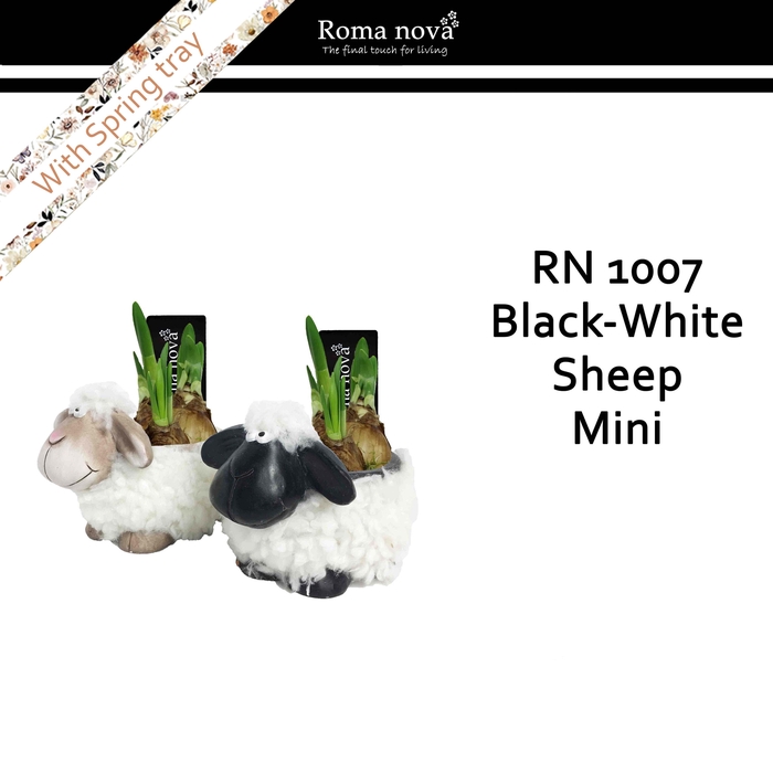 <h4>1007 - Black white sheep mini (Tete a Tete)</h4>