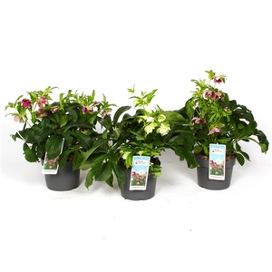 Helleborus orientalis mix P19