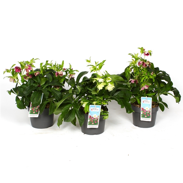 <h4>Helleborus orientalis mix P19</h4>