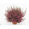 Calluna vulg. 'Beauty L Merlyn'