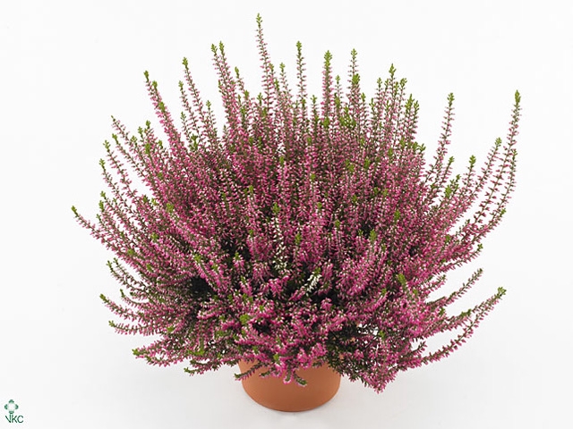 Calluna vulg. 'Beauty L Merlyn'