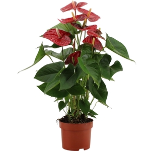 Anthurium Jambo Red in transparant sleeve