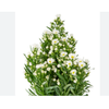 ASTER BRANCO 070 CM