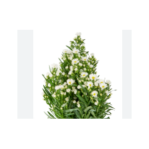 ASTER BRANCO 070 CM